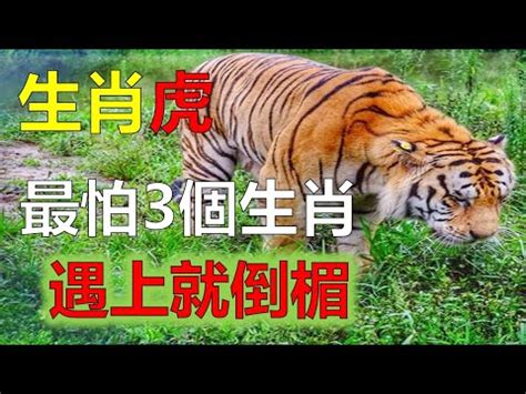 屬虎禁忌原因|屬虎為什麼禁忌特別多？深入探討原因與歷史意涵